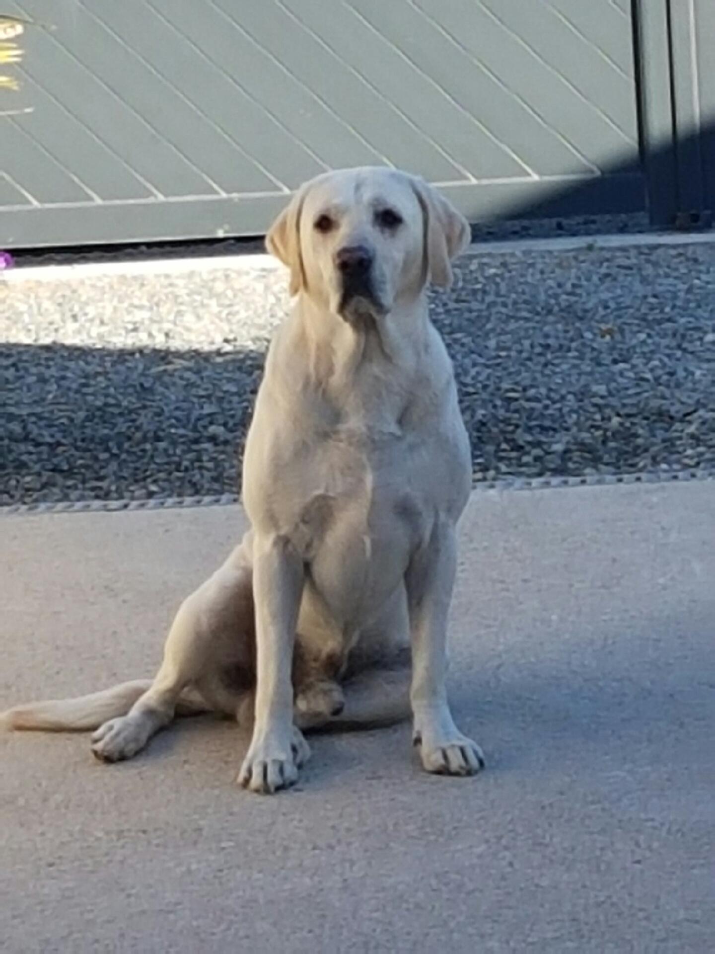 Labrador